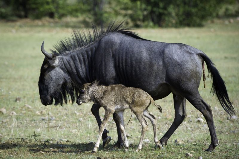 Blue Wildebeest mother and calf in Northern Namibia