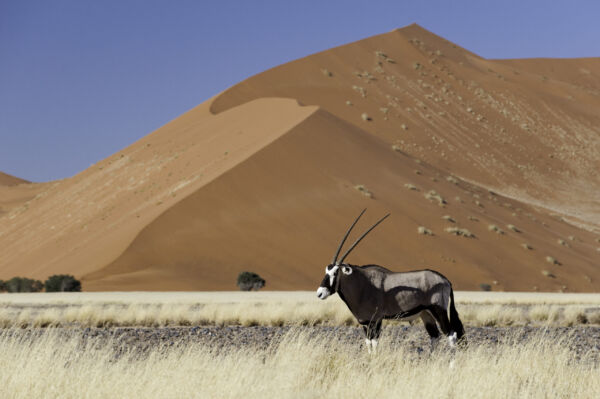 Namibia-Gemsbok in Sossusvlei-Dana Allen rhino with mud on its side walking through short plants
