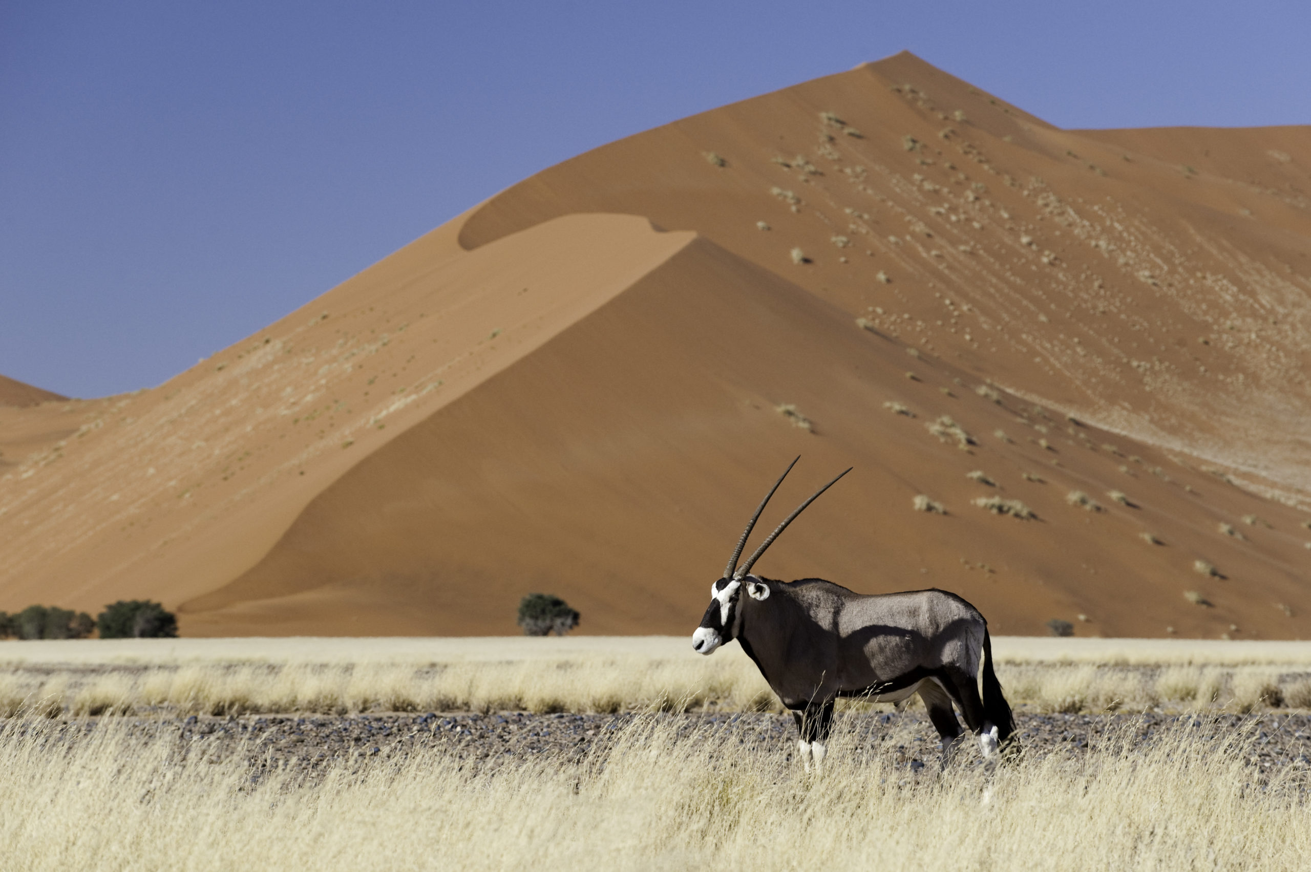 An oryx stands in front of Namibia Sand Dunes