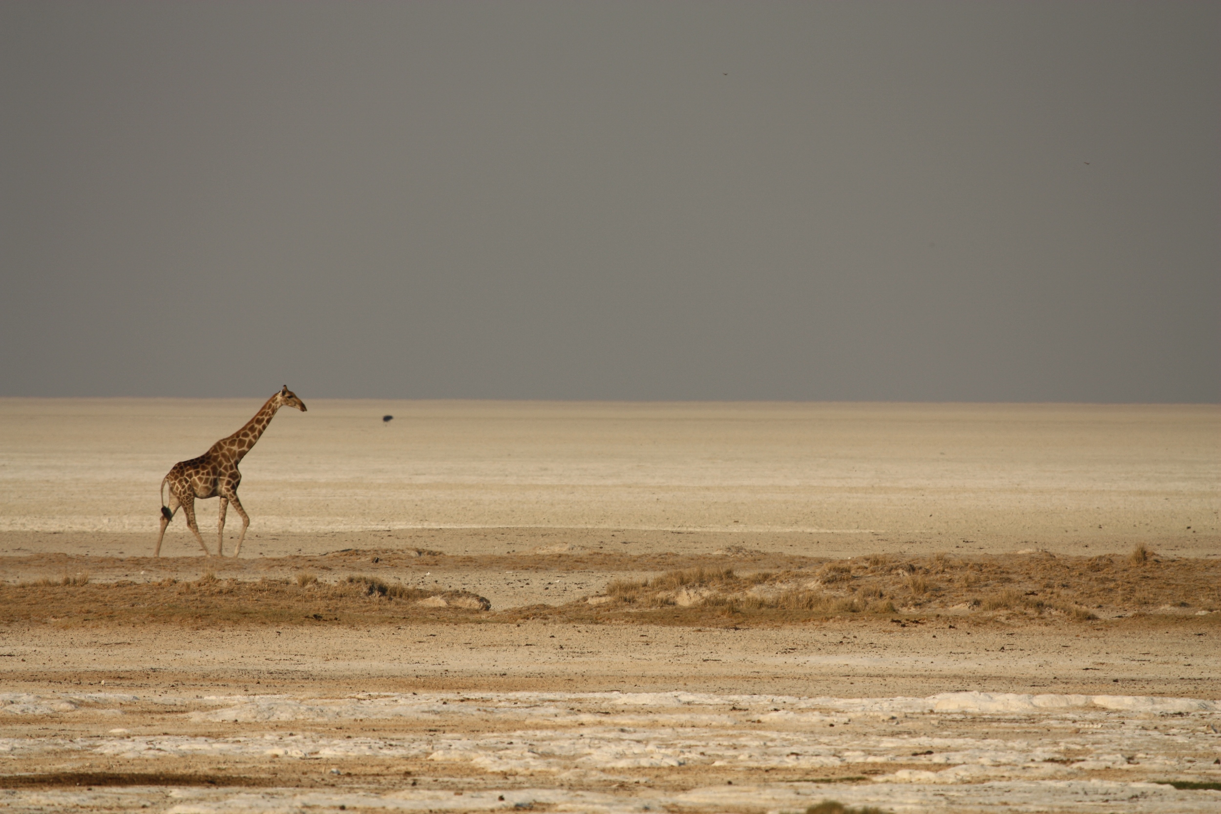 A giraffe crosses the dry Etosha Pan in Namibia