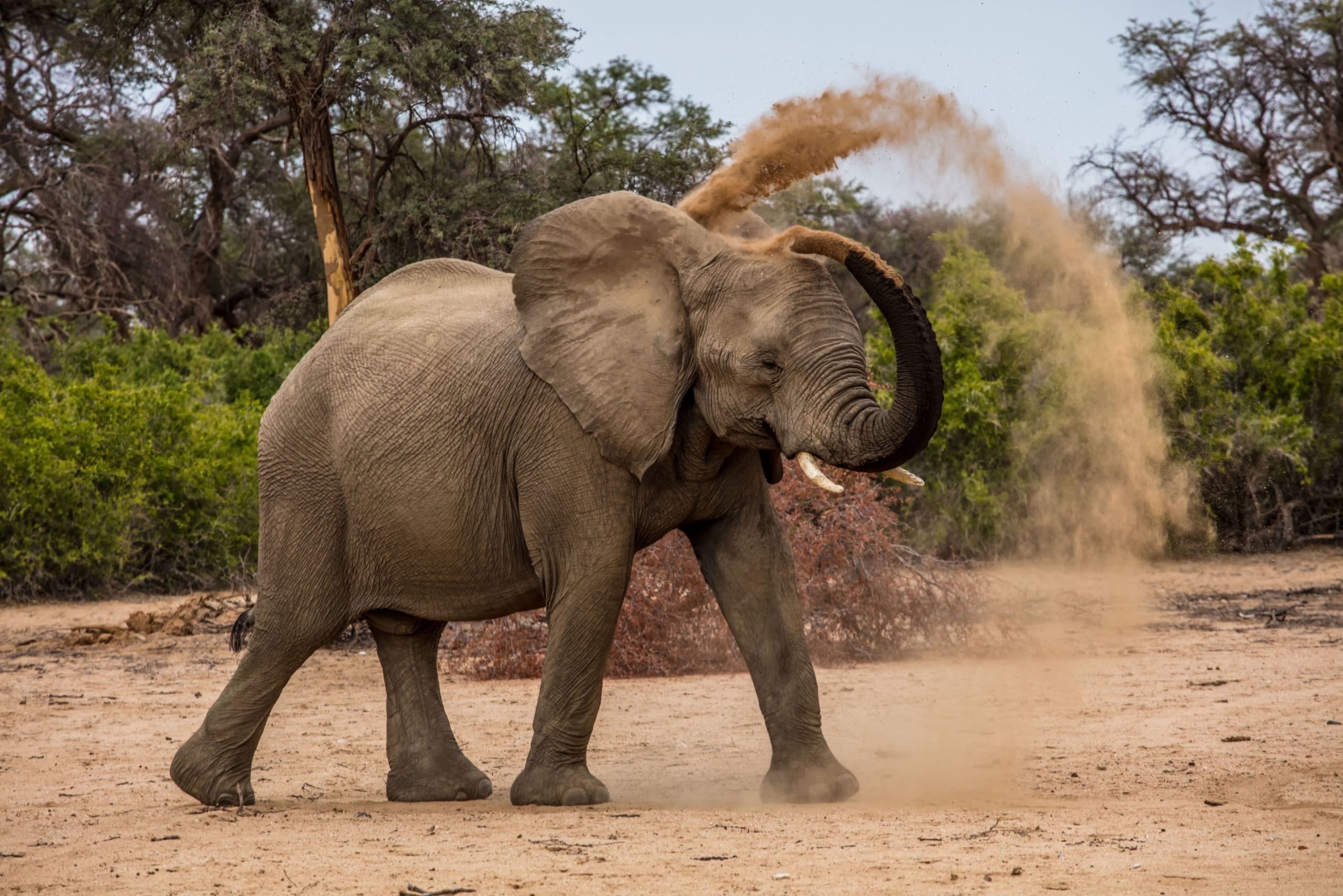 Elephant gives itself and dust bath by using is trying to fling dirt over it's back in Namibia