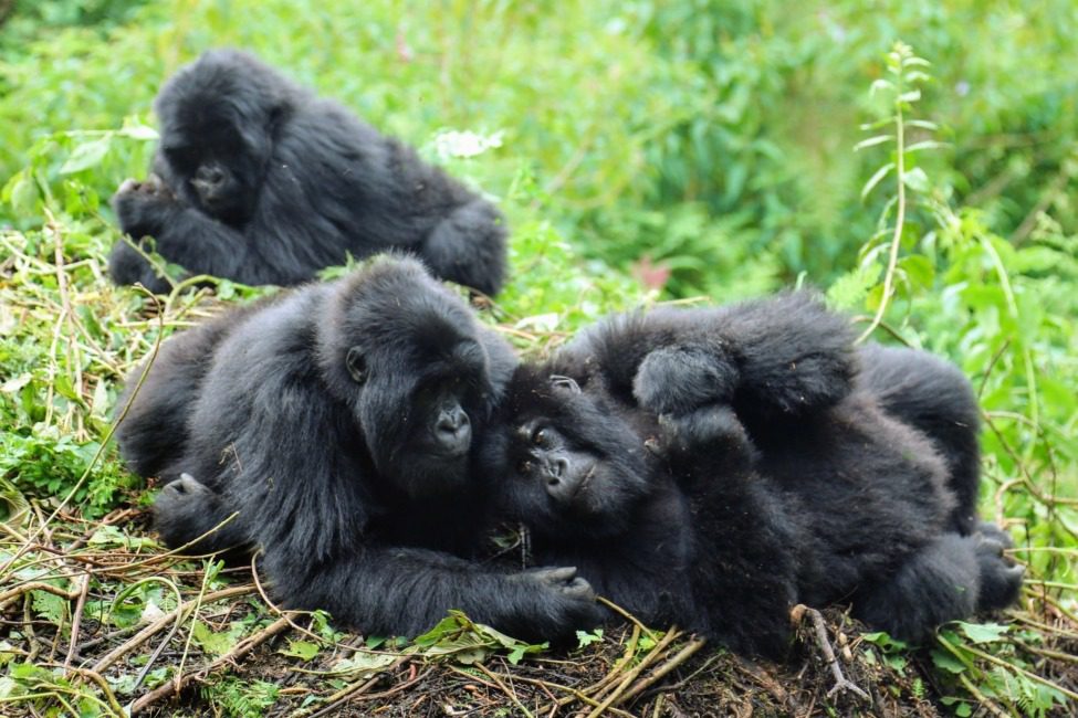 Rwanda Mountain Gorillas