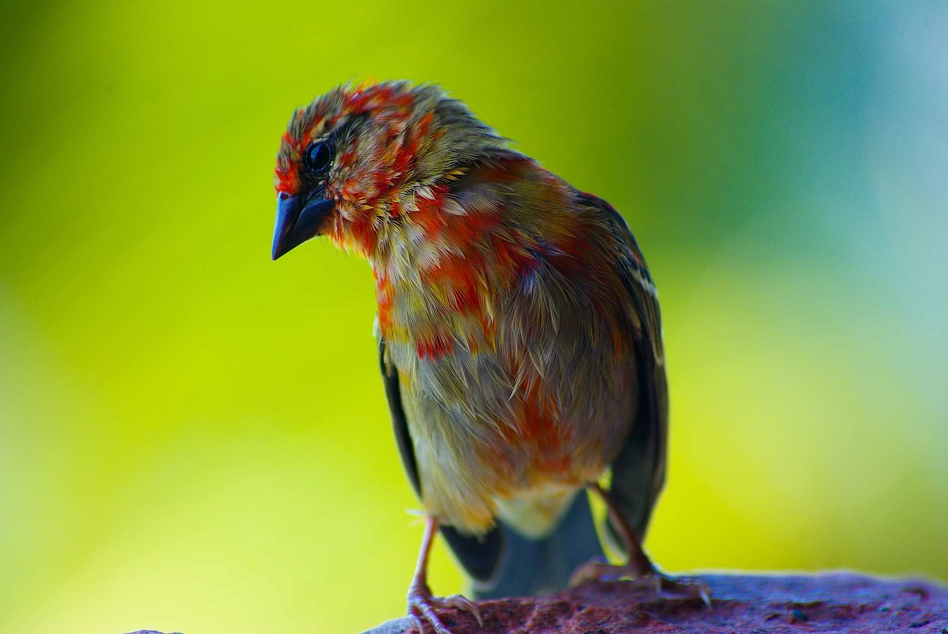 A brown and red bird perches on a surface in the seashells