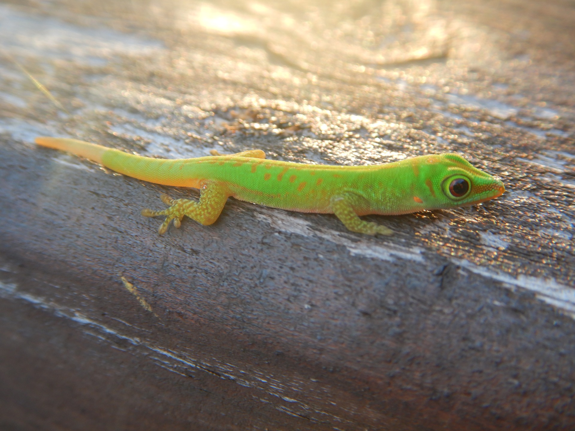 A bright green gecko in the Seychelles