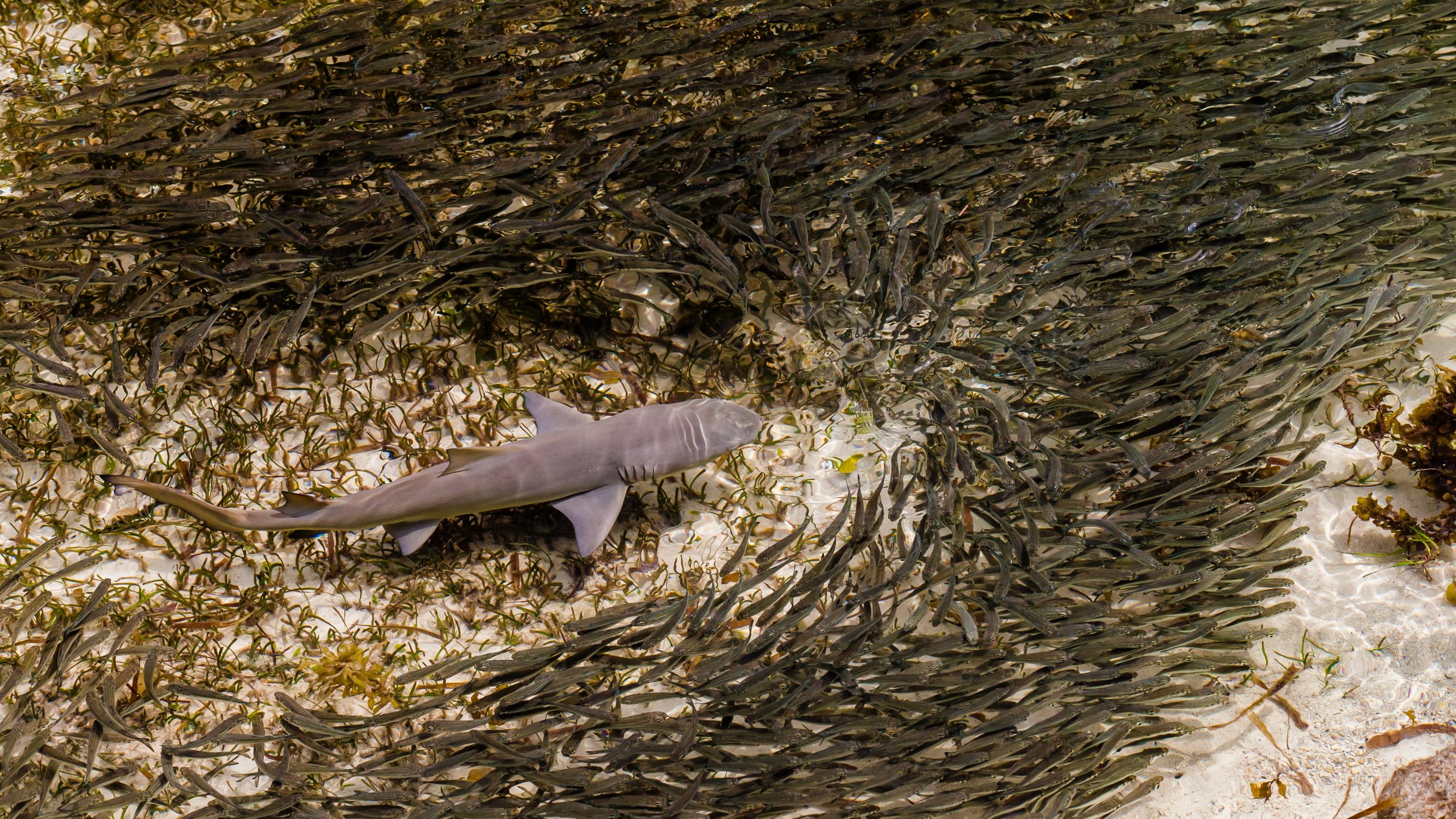 A small shark swims in the waters around the Seychelles