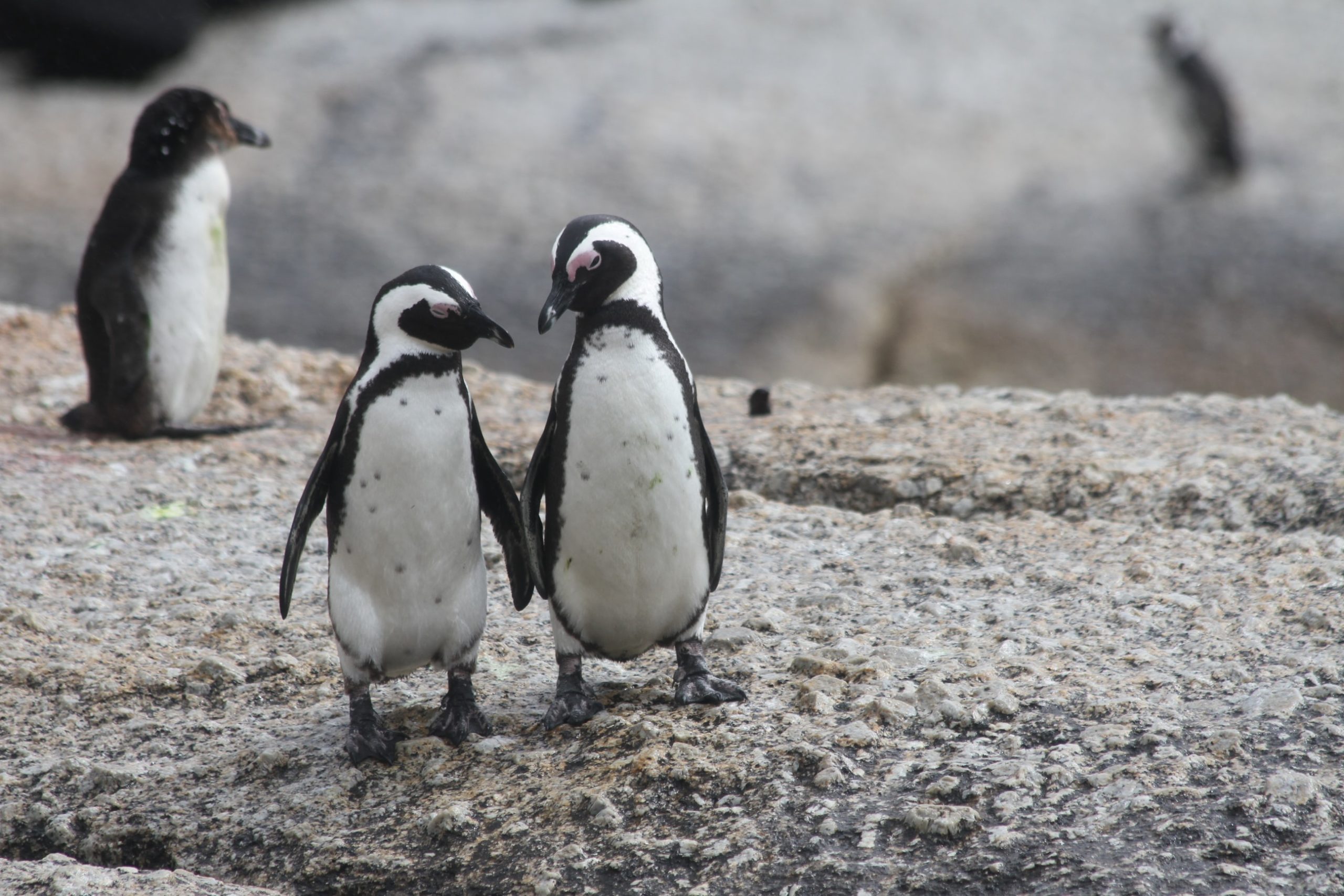 two penguins stand side-by-side at boulders beach in South Africa