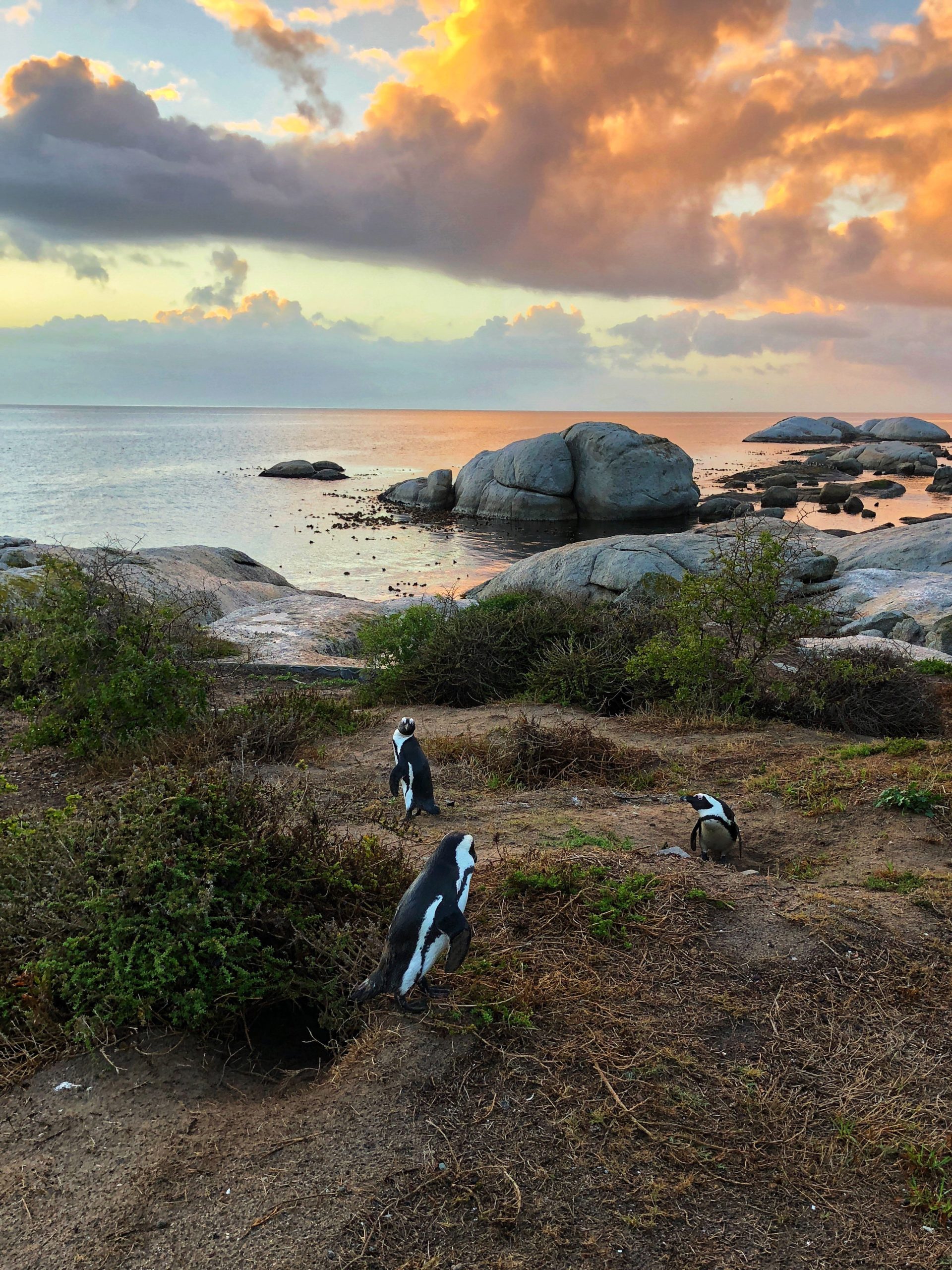 African penguins walk near the shore in Cape Town South Africa