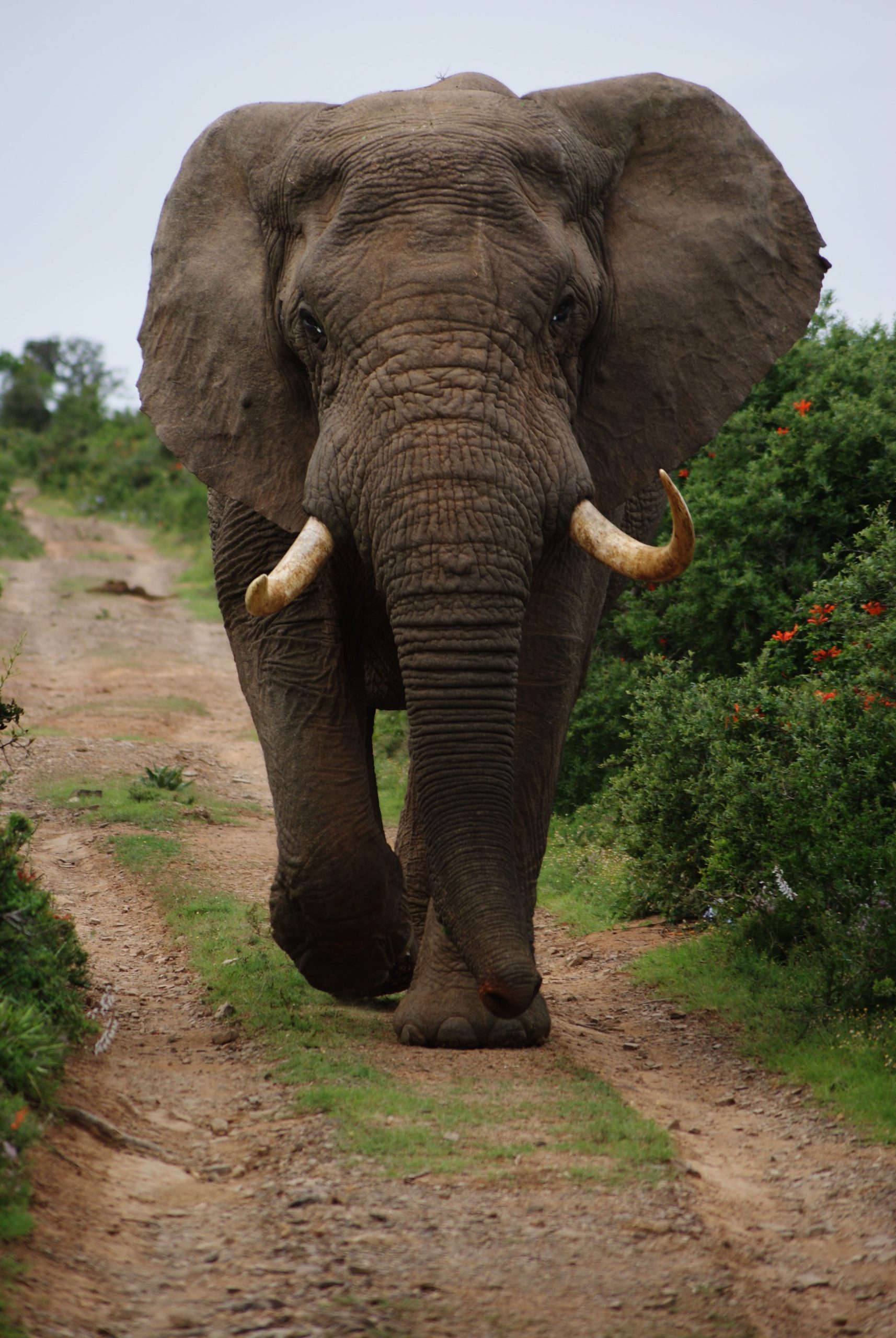Elephant walks down a dirt road in South Africa