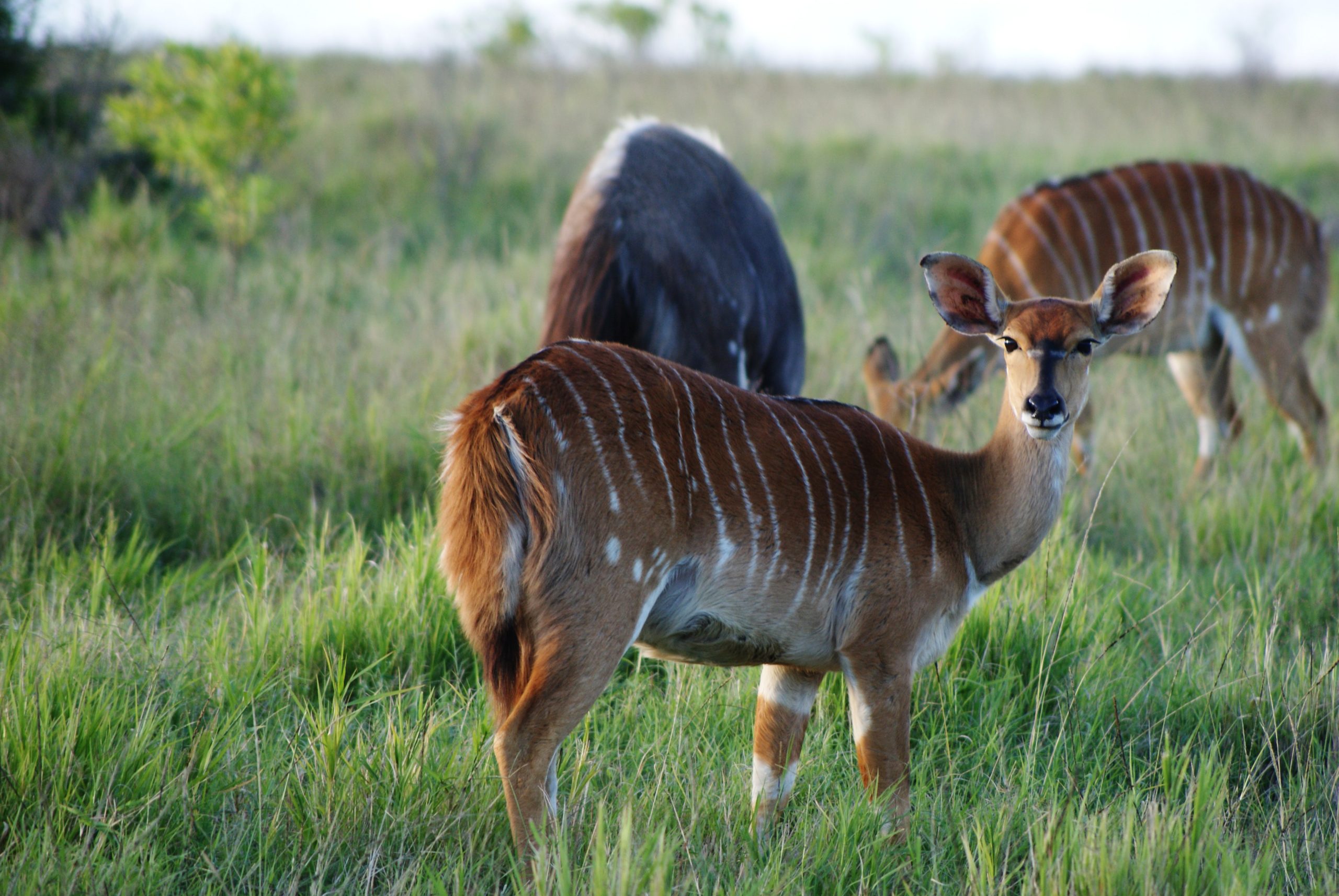 Antelopes graze at Kariega Game Reserve in South Africa