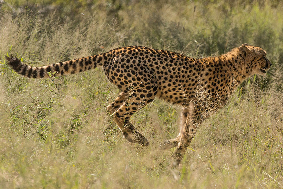 South Africa Kruger National Park - Cheetah running