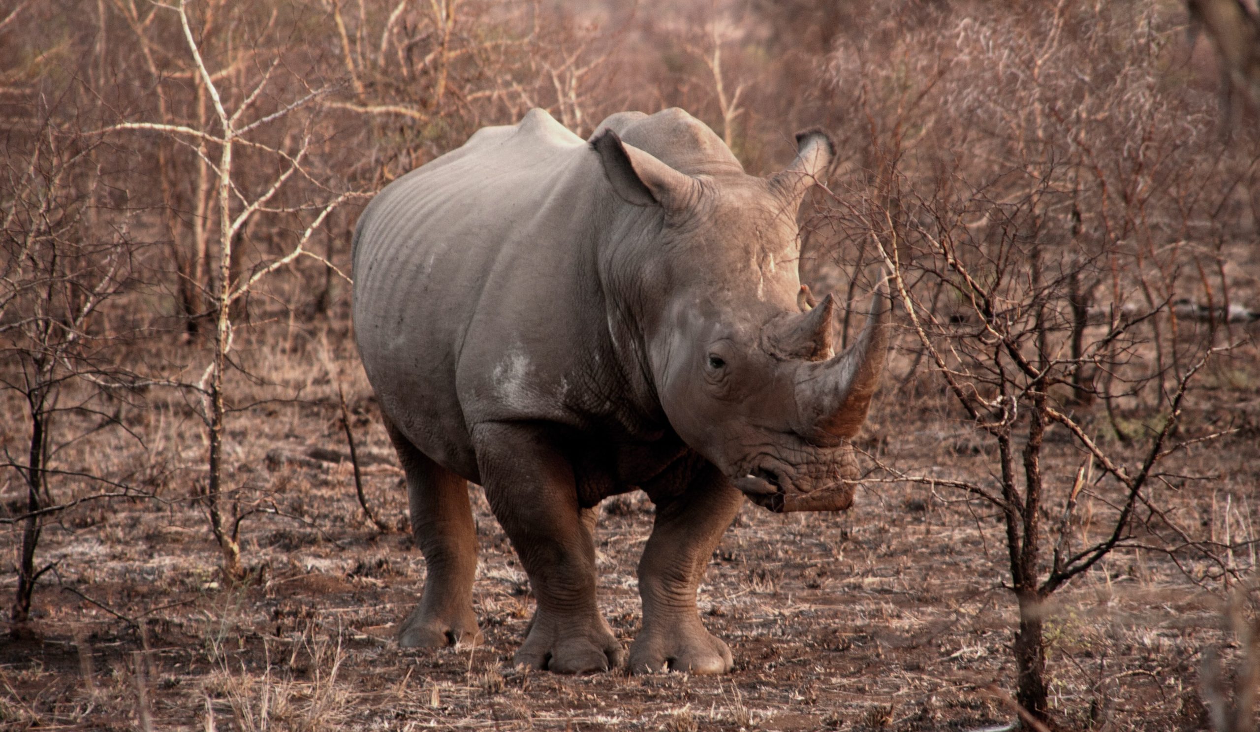 South African Rhinoceros stands among dry brush