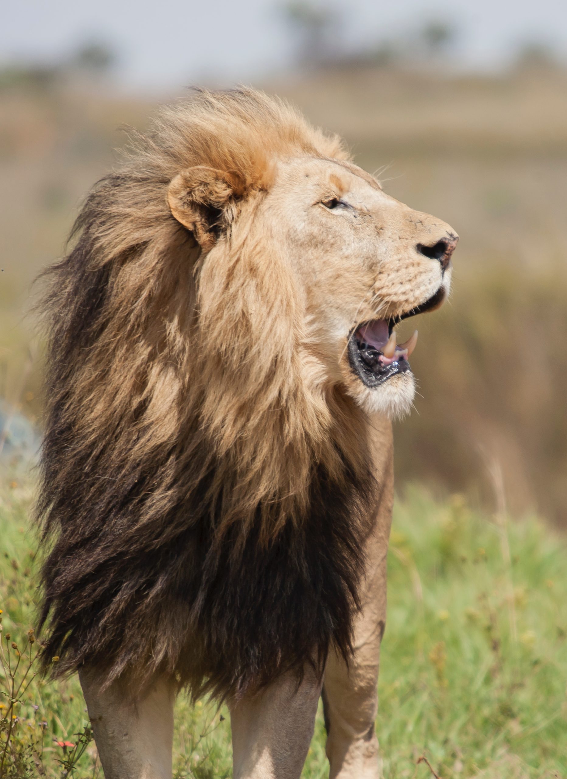 Lion with large mane stands up and looks to its left in South Africa's Kruger National Park