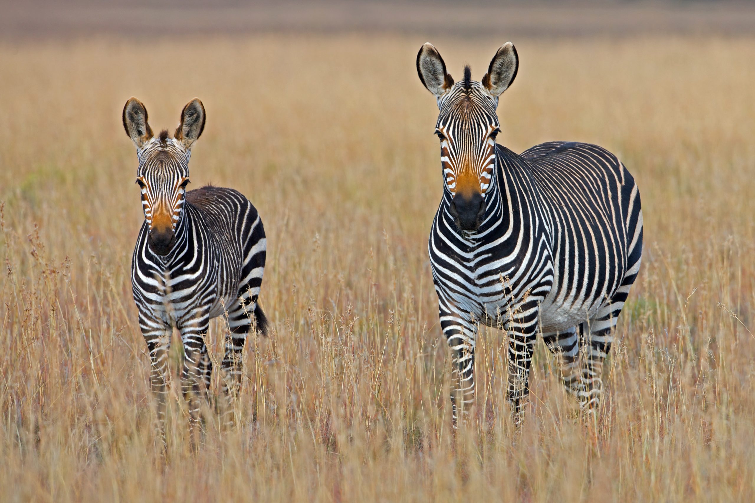 Two zebras stand in dry grass in South Africa