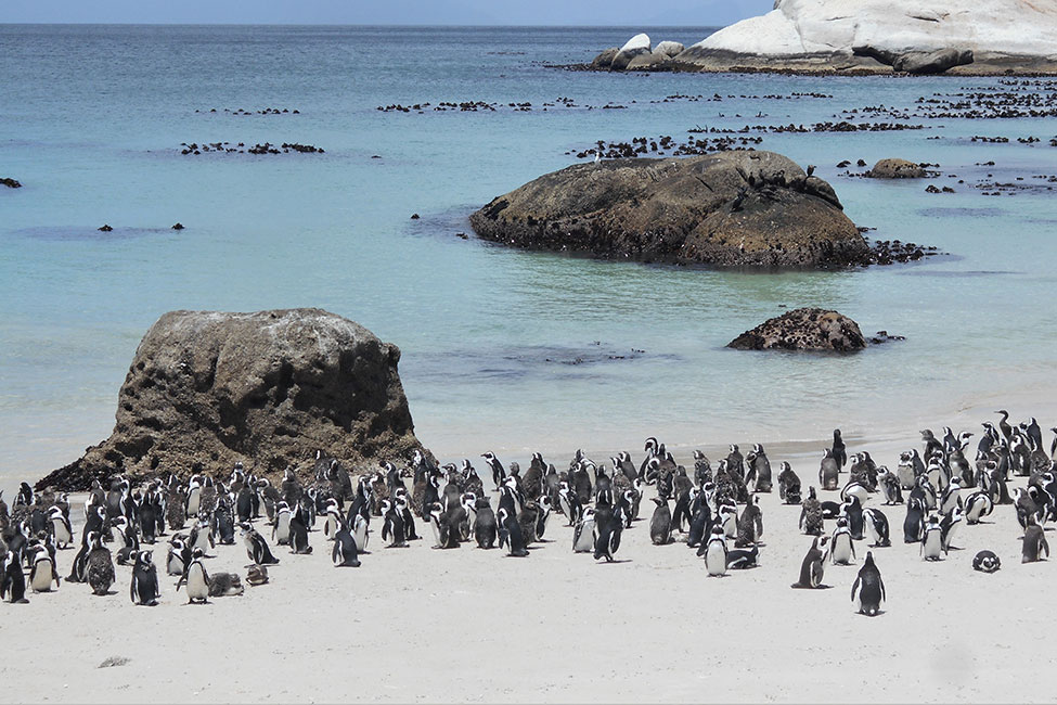 Dozens of African penguins gather on a beach in South Africa