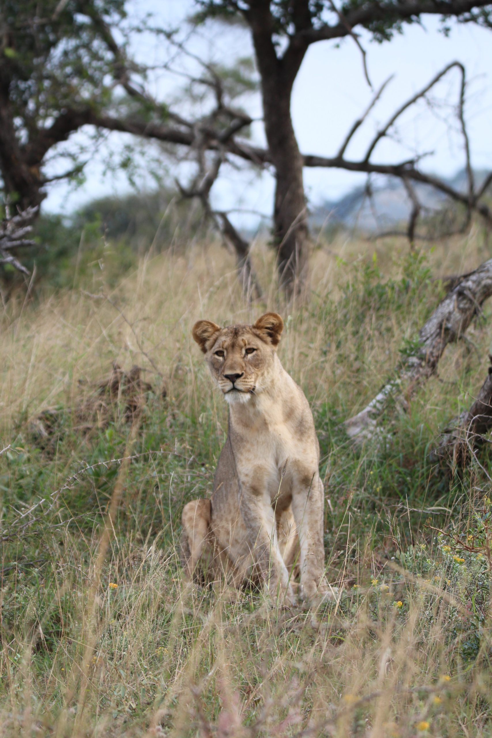 A lioness sit in the grass in South Africa