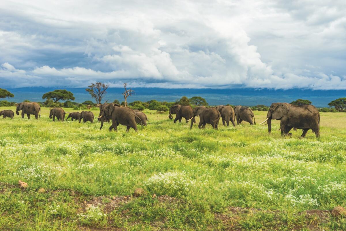 A herd of elephants walk around the plains at the base of Kilimanjaro in tanzania