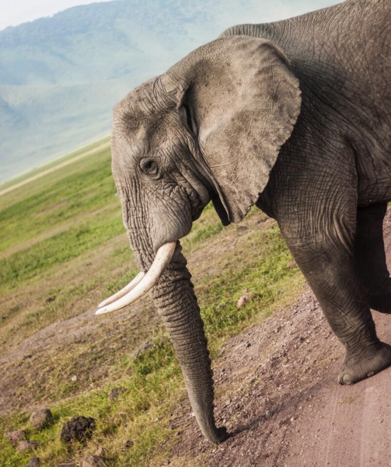 A large elephant crosses a road in Ngorongoro Crater, Tanzania Angora girl creator tanzania a tanzania