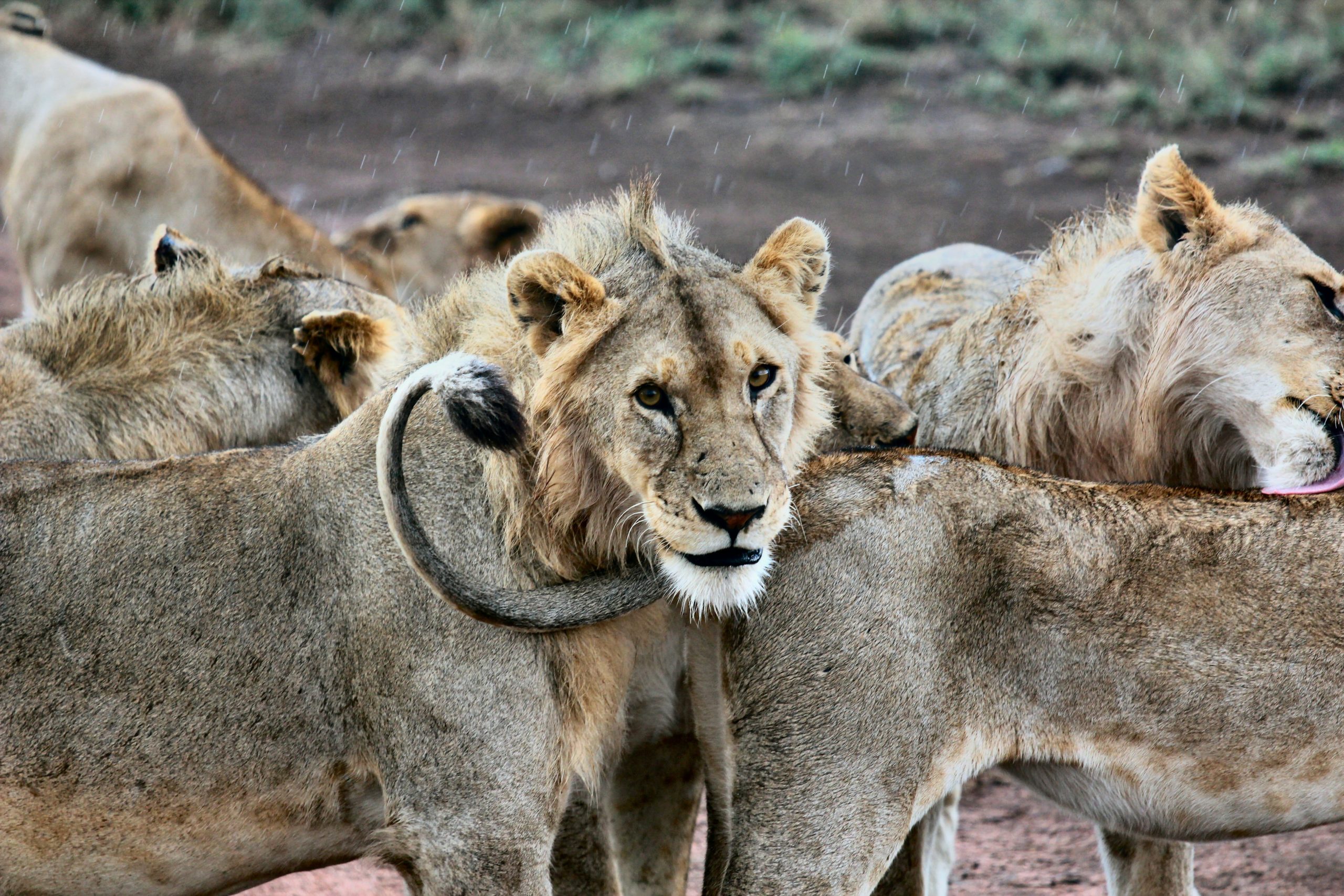 A young male lion with a short mane looks at the camera in Serengeti, Tanzania