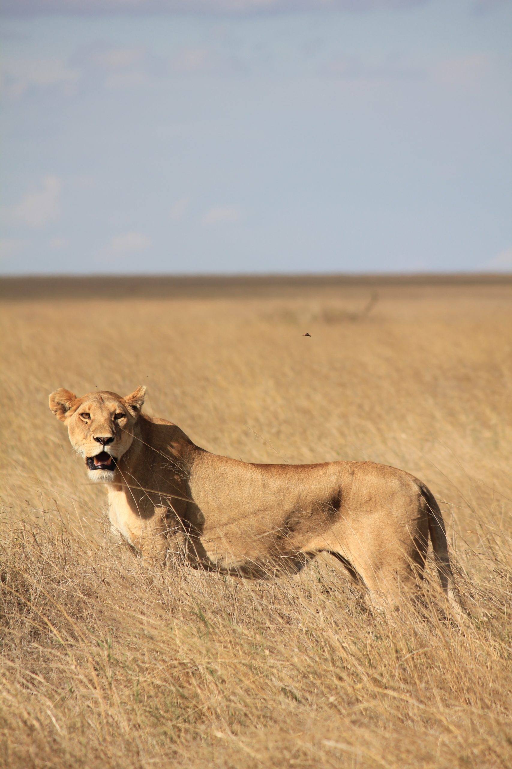 A lion stands in tall golden grass and looks at the camera in Tanzania