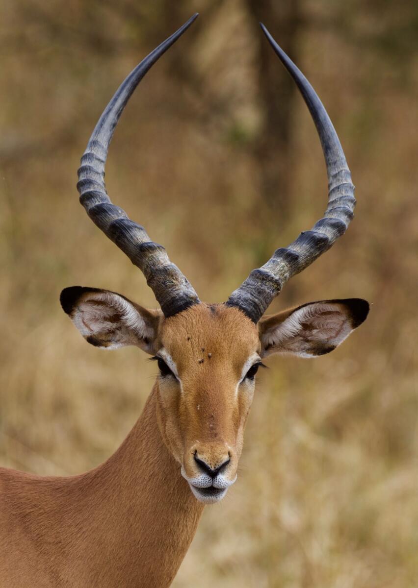 An antelope looks at the camera in Serengeti, Tanzania