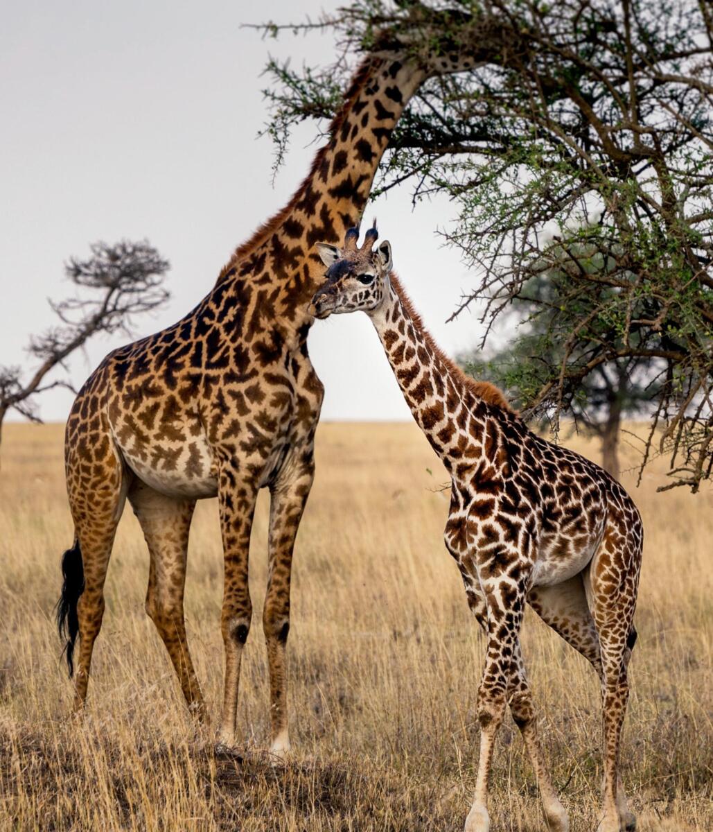 An adult giraffe and a giraffe calf browse from a tree in the Serengeti in Tanzania