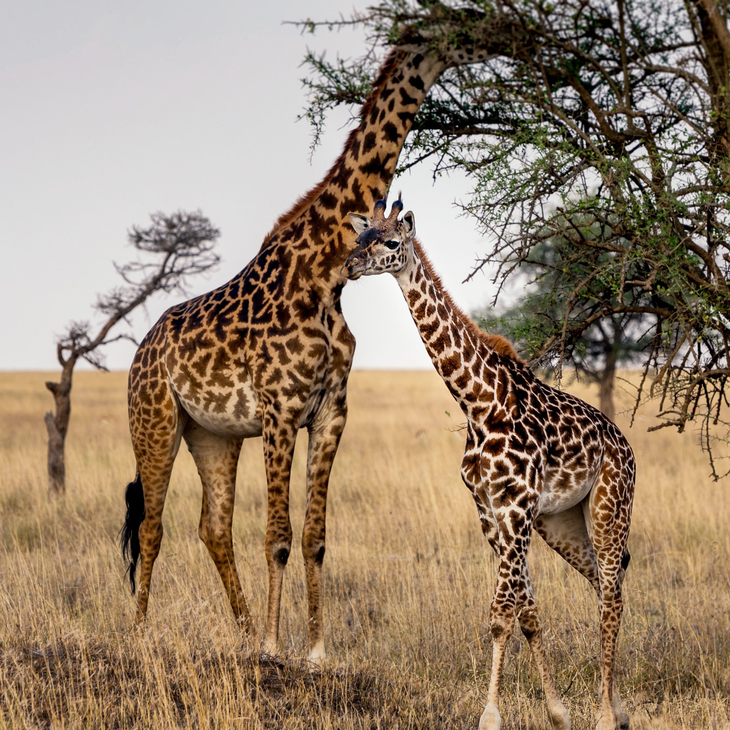 An adult giraffe and a giraffe calf browse from a tree in the Serengeti in Tanzania