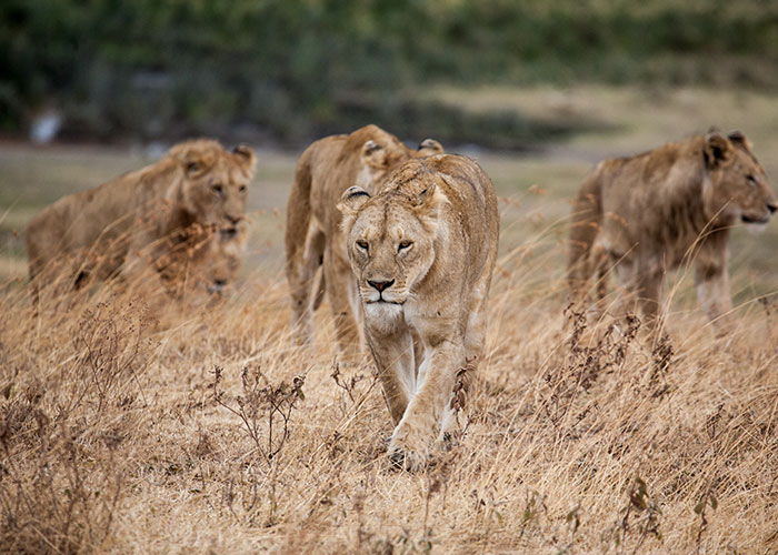 a pride of lions walks through dried grass in Tanzania