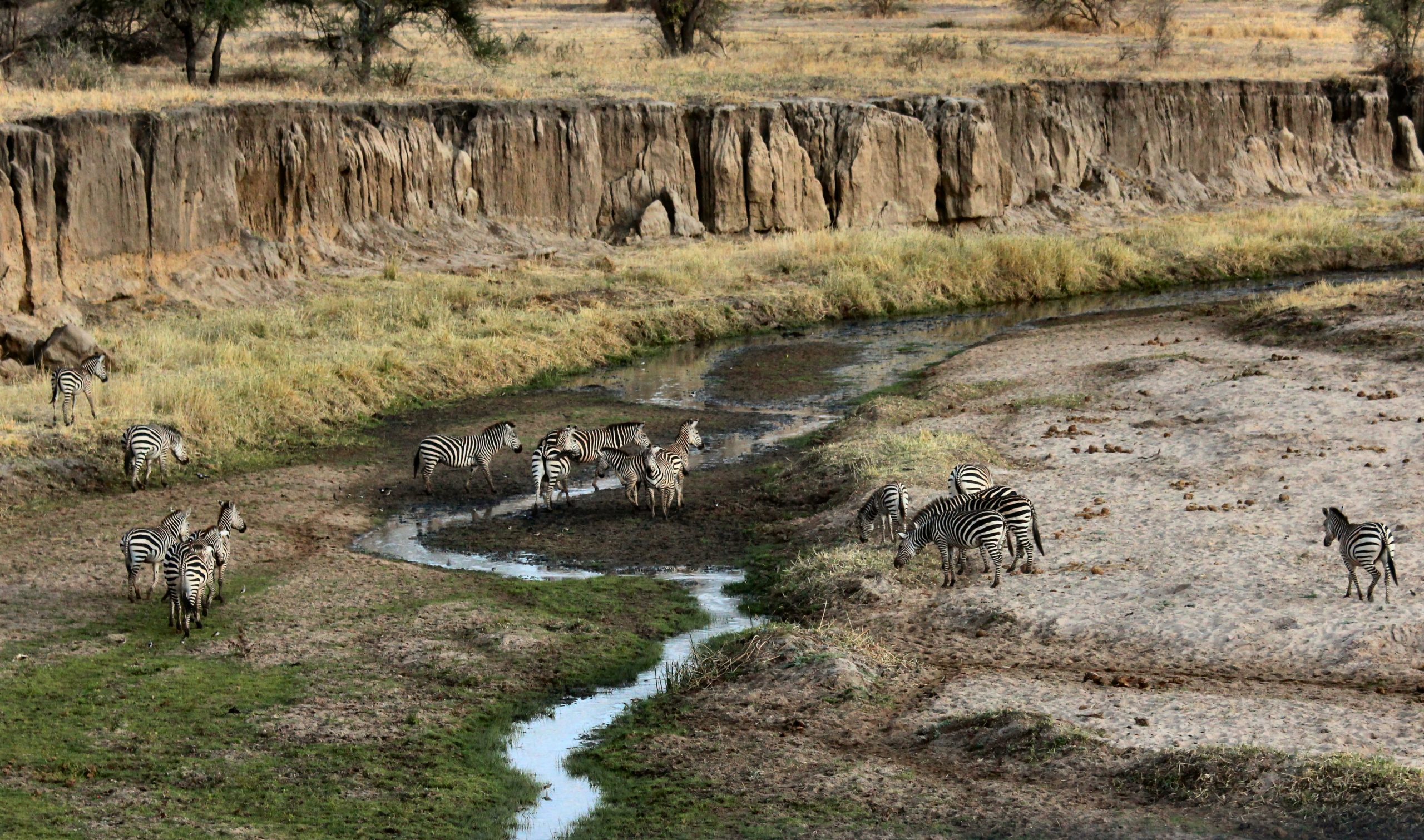 Zebras gather in a river bed in tanzania