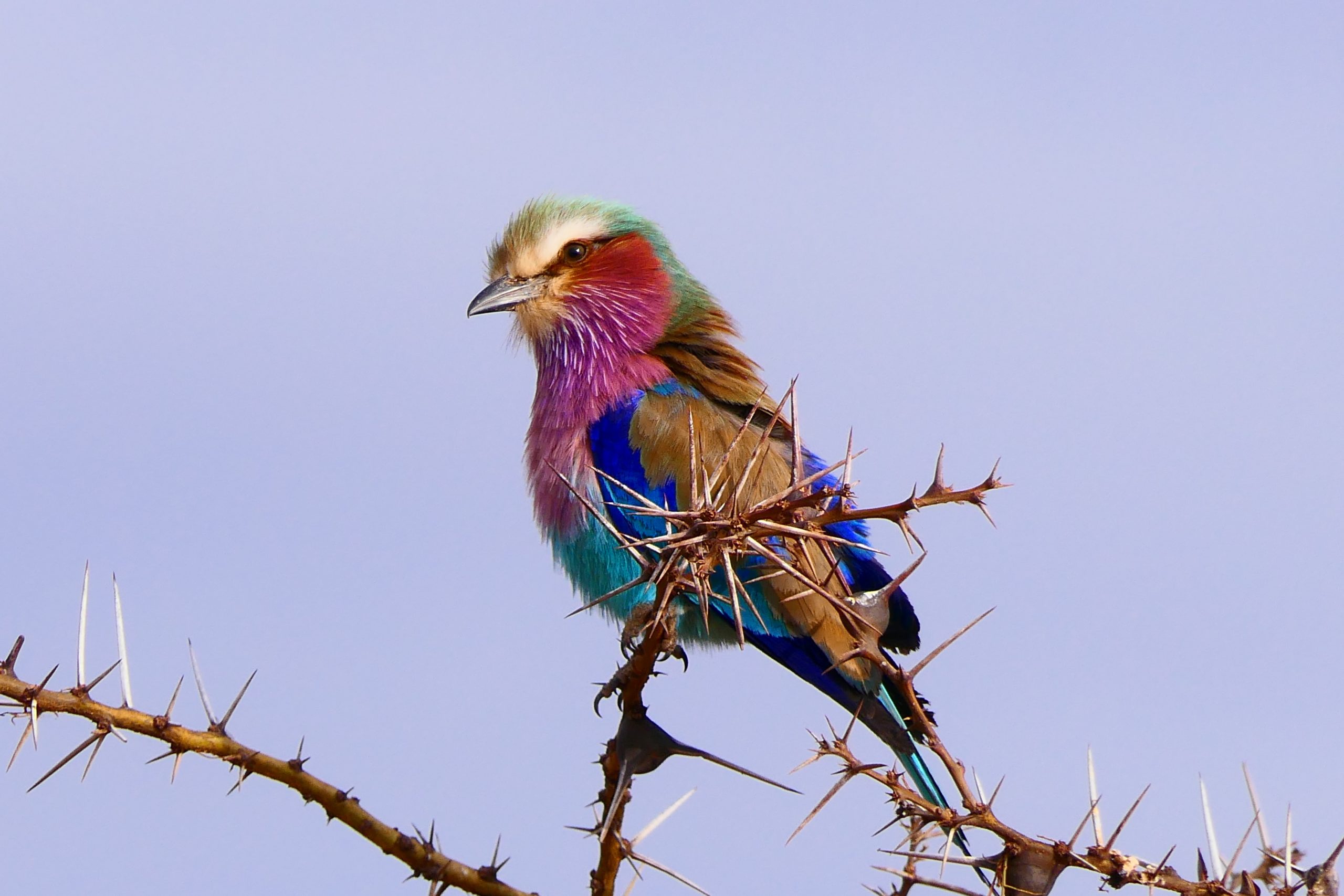 A lilac-breasted roller bird sits on and acacia tree in tanzania