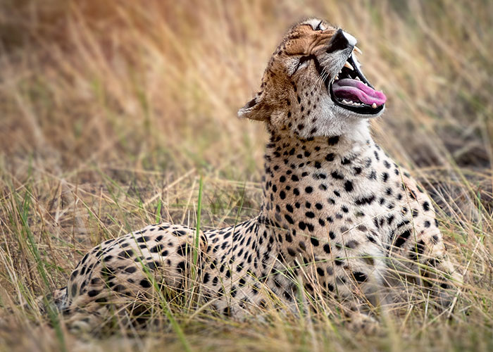 yawning cheetah sits in golden grass in Tanzania