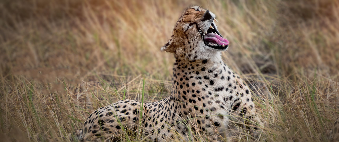yawning cheetah sits in golden grass in Tanzania