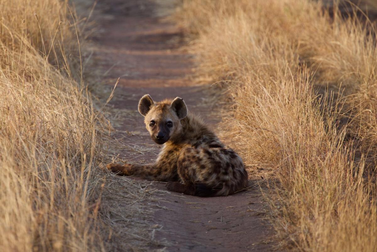 A hyena sits in a dirt path among dry grass in tanzania