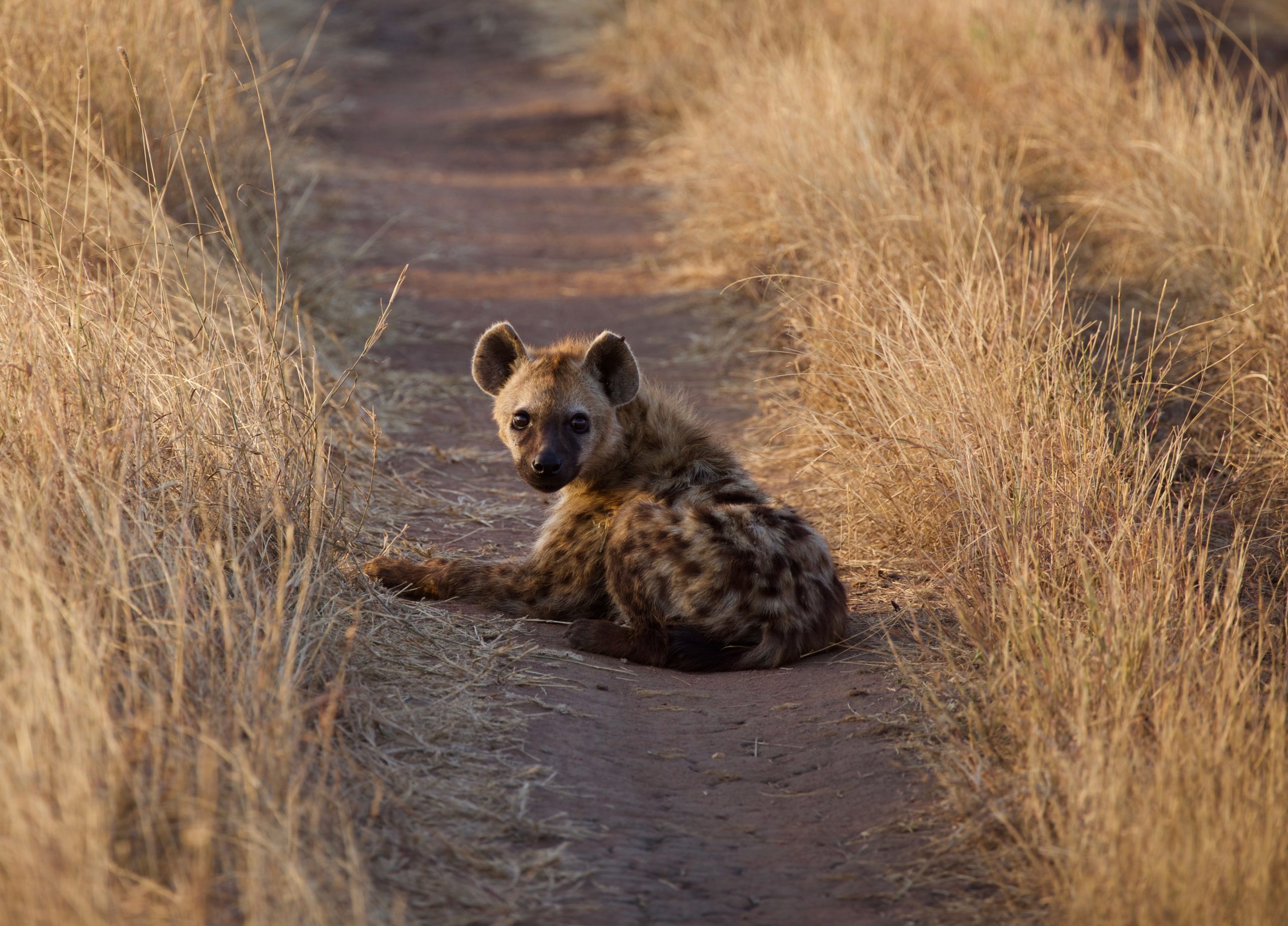 A hyena sits in a dirt path among dry grass in tanzania