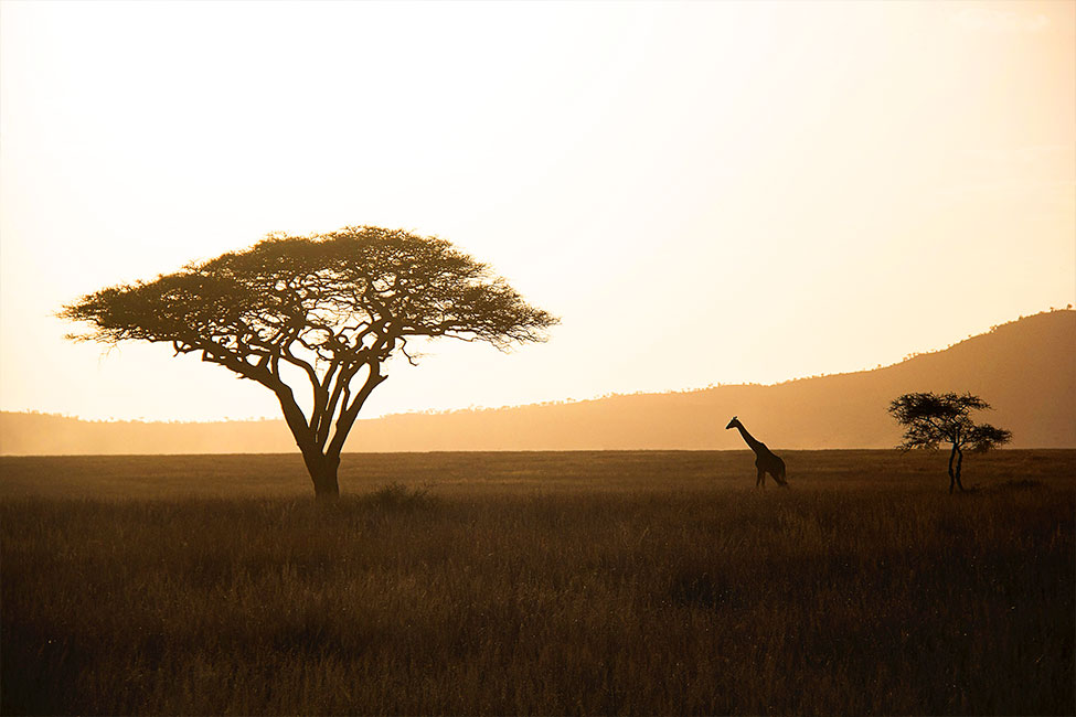 Sunrise picture that shows the silhouette of a giraffe and tall tree on the Serengeti planes in Tanzania
