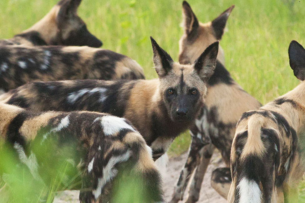 Close up of a pack of African wild dogs in Tanzania, with one of the wild dogs looking at the camera