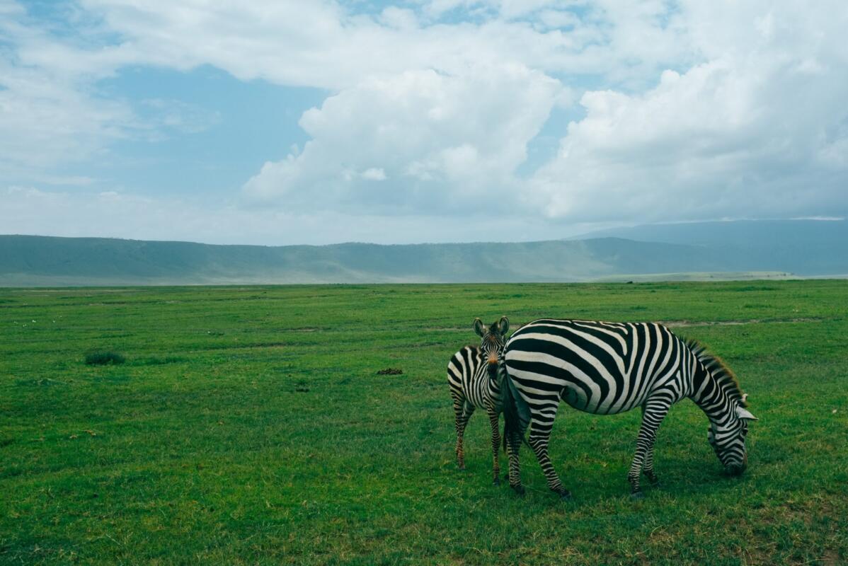 Zebra adult and foal stand in short grass in Tanzania