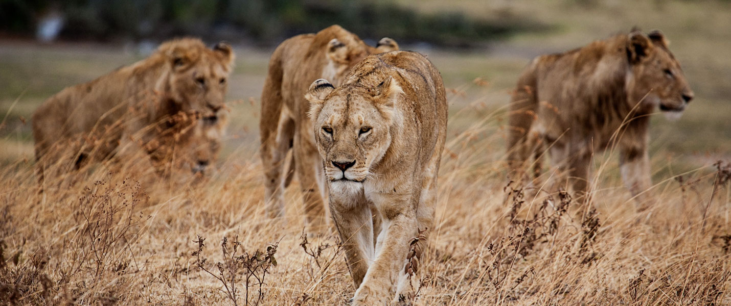 a pride of lions walks through dried grass in Tanzania