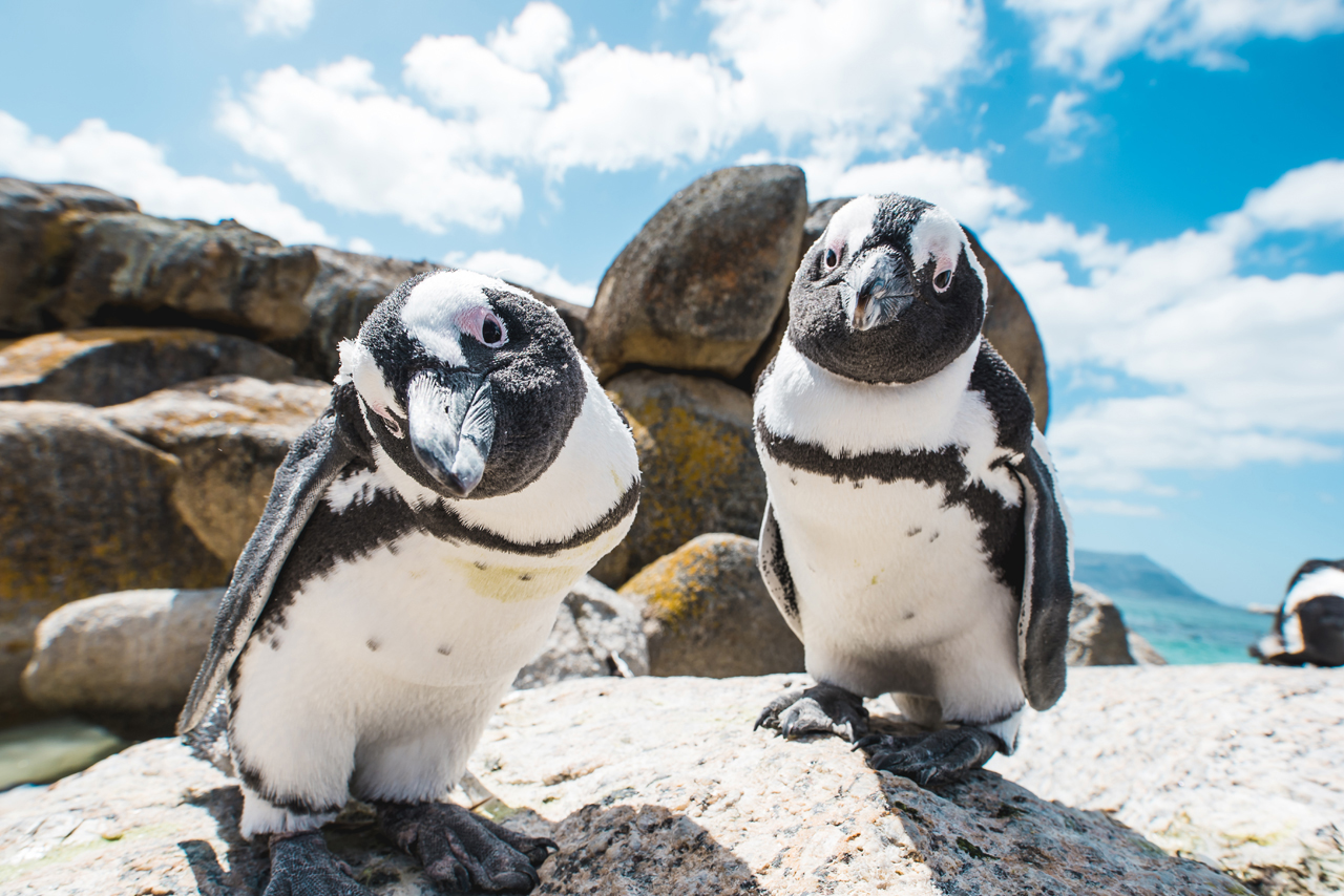 African Penguins stand on a rock and peer into a ground-level camera