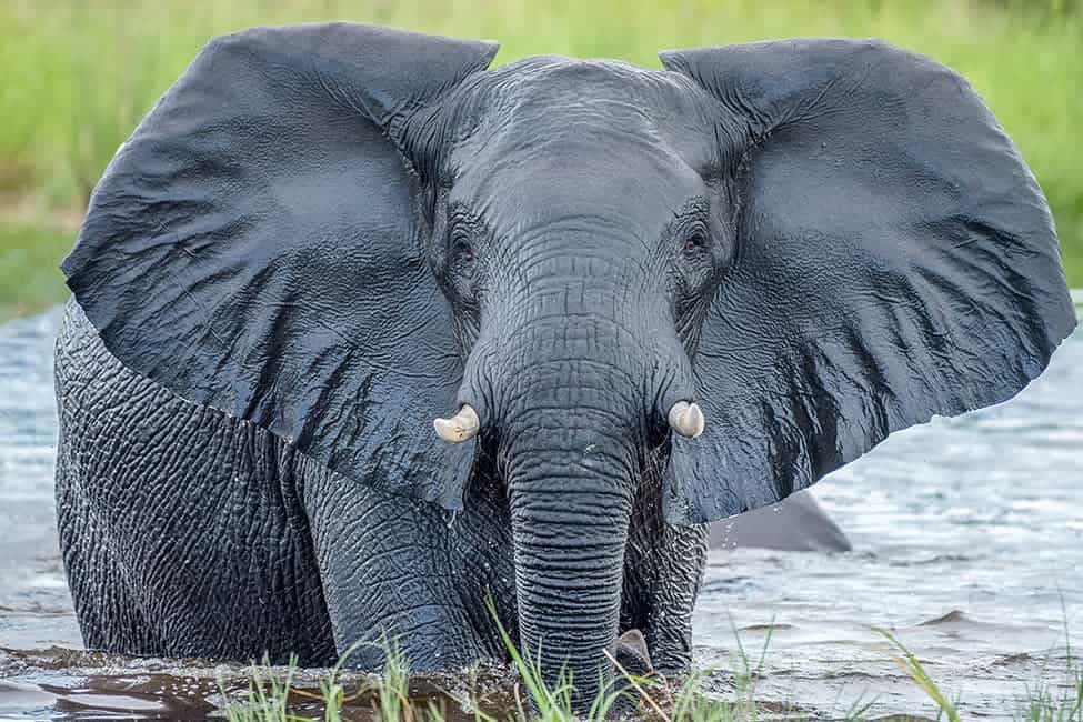 African Elephant flaps its ears out while standing knee-deep in a pond