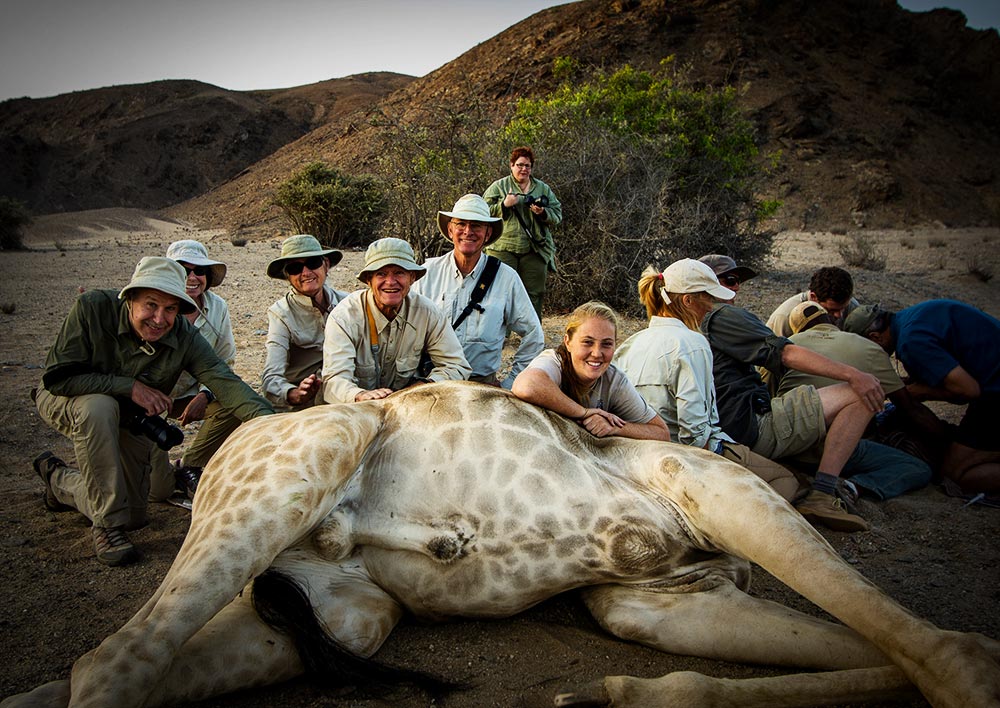 Group of safari-goers poses with a wild sedated giraffe receiving a radio collar check-up