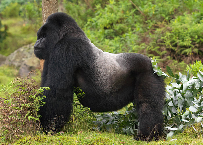 silverback mountain gorilla stands in front of bushes