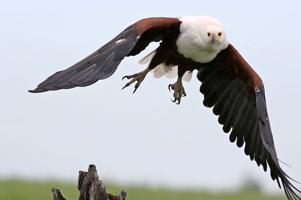 African Fish Eagle over Chobe River