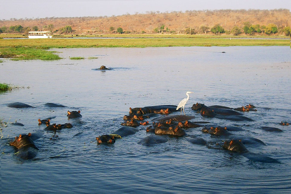 A pod of hippos in the river at Chobe national Park in Botswana