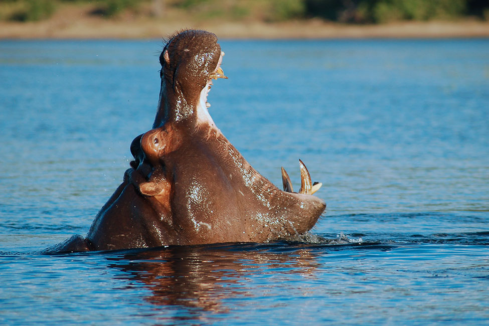 a hippo opens its mouth wide, showing its teeth. on the Chobe River in Botswana