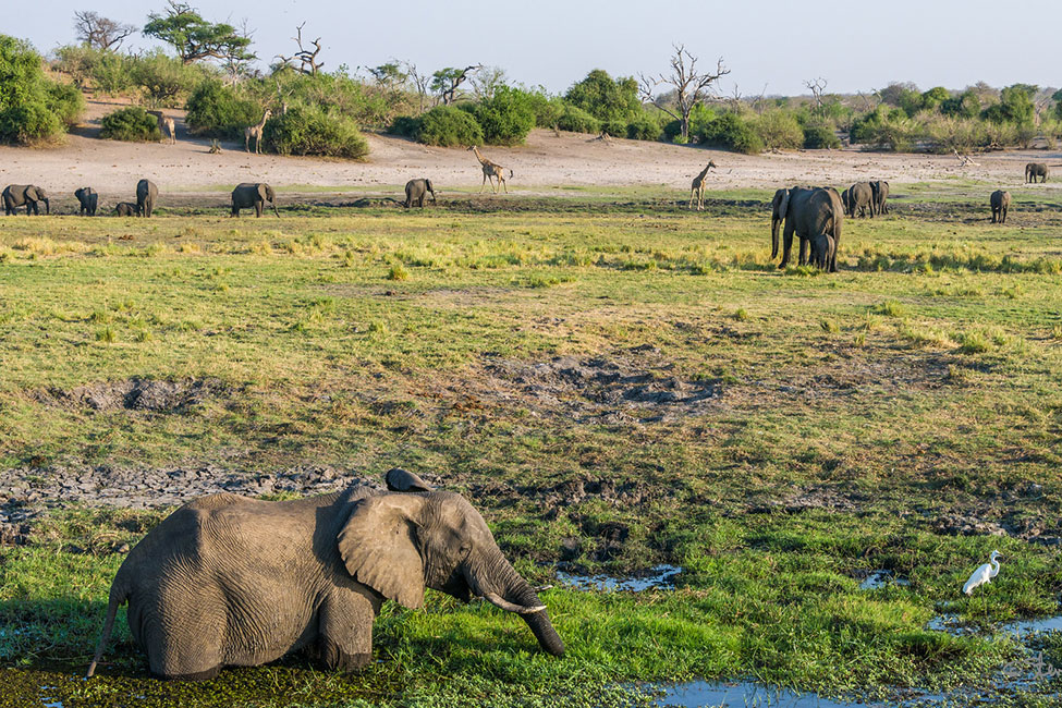 Elephants bathe and graze in Chobe River at Serondela region of Chobe National Park