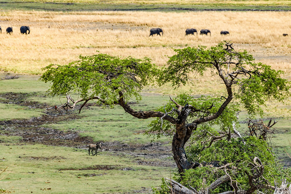 A herd of elephants in Chobe National Park Botswana