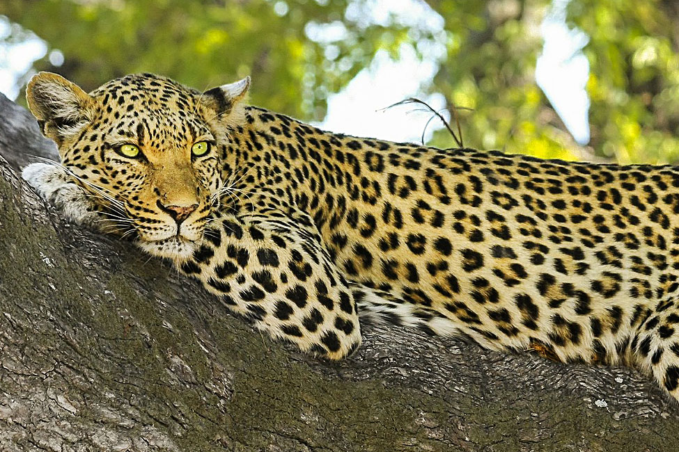 Leopard relaxing in a tree at Chobe National Park