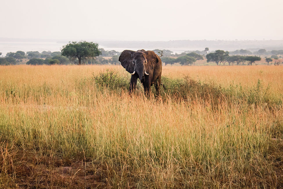Elephant in the African Grasslands as seen on a game drive