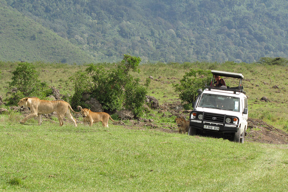 people look out of the top of a safari vehicle at lions while on a game drive