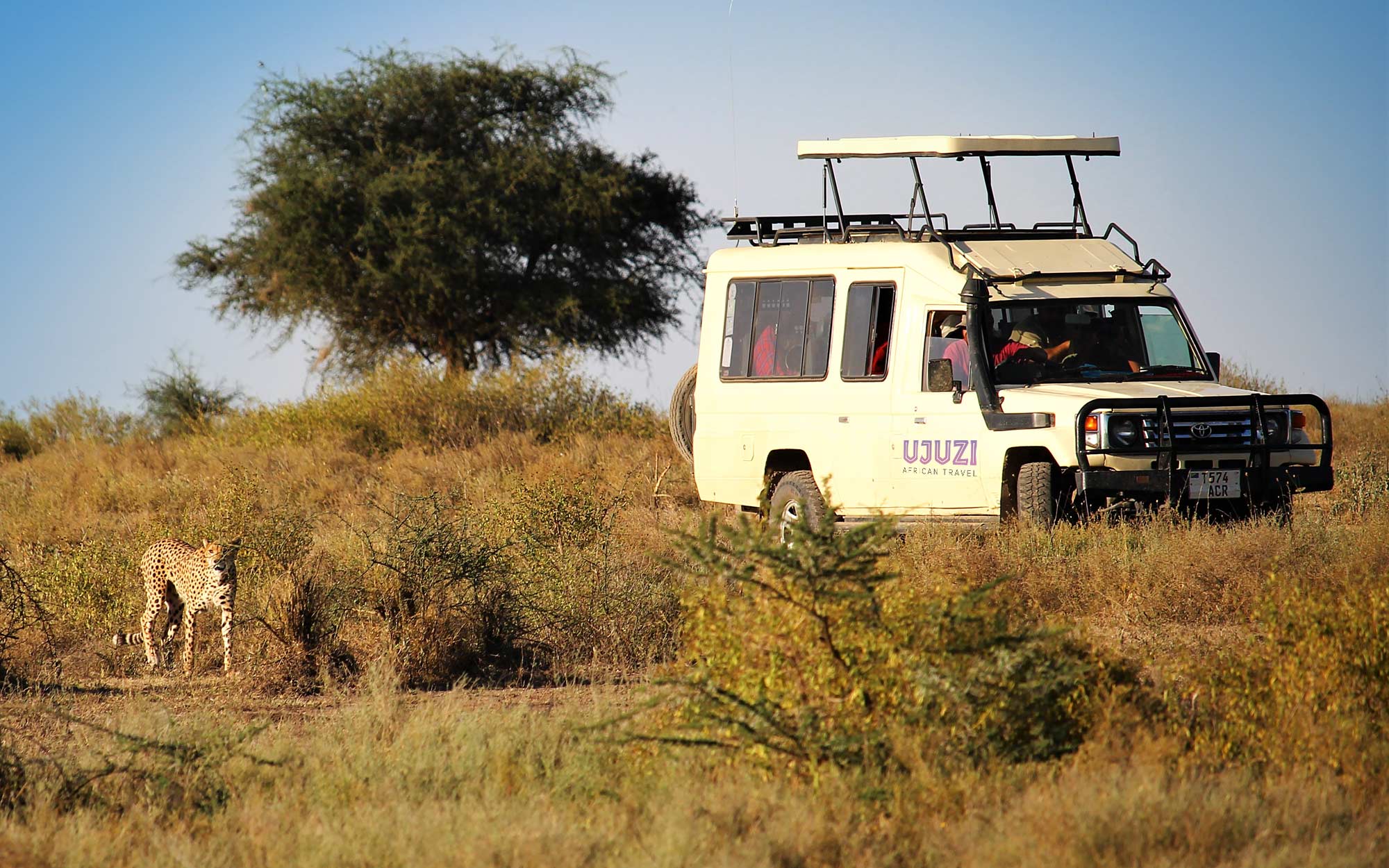 people in a safari vehicle look at a cheetah while on a game drive